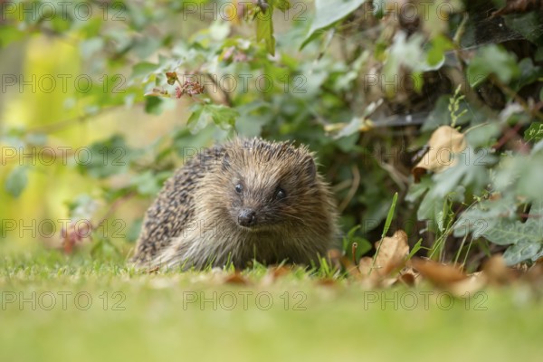 European hedgehog (Erinaceus europaeus) adult animal on a garden grass lawn in summer, England,