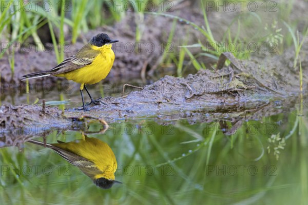 Black-headed Yellow Wagtail, Black-headed Wagtail, Motacilla flava feldegg, Motacilla feldegg,