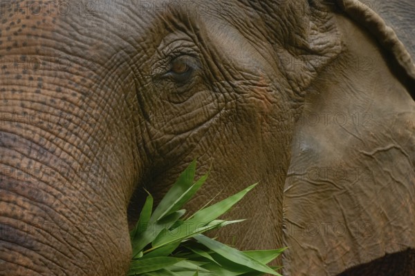 Close-up of an Asian elephant's textured face as it munches on green leaves. Captured in Thailand,