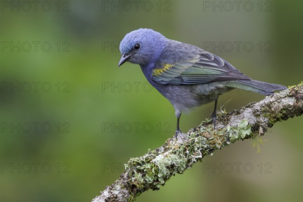 Golden-chevroned Tanager (Thraupis ornata) perched on a branch in the Atlantic rainforest of