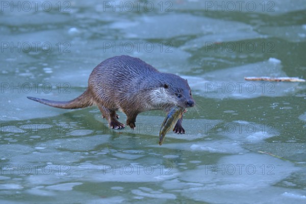 An otter running across the ice and holding a fish in its mouth, winter, otter (Lutra lutra),