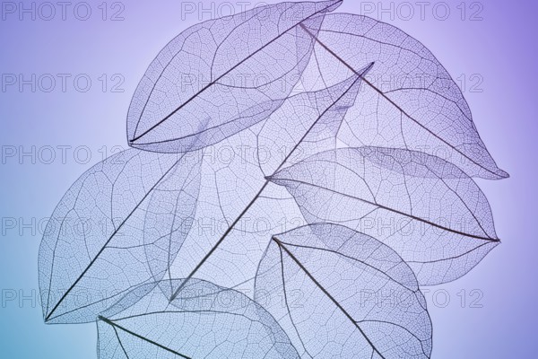 Delicate skeleton textures reveal intricate veins of overlapping leaves, creating a mesmerizing