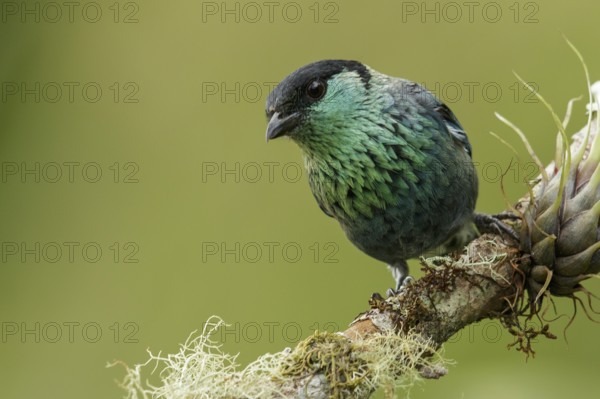 Black-capped Tanager (Tangara heinei) perched on a branch in the mountains of Colombia, South