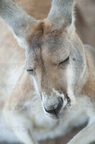 Eastern grey kangaroo (Macropus giganteus) sleeping, Lone Pine Koala Sanctuary, Brisbane,