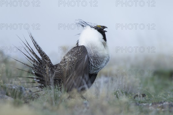 Sage Grouse (Centrocercus urophasianus) male mating, Idaho, USA