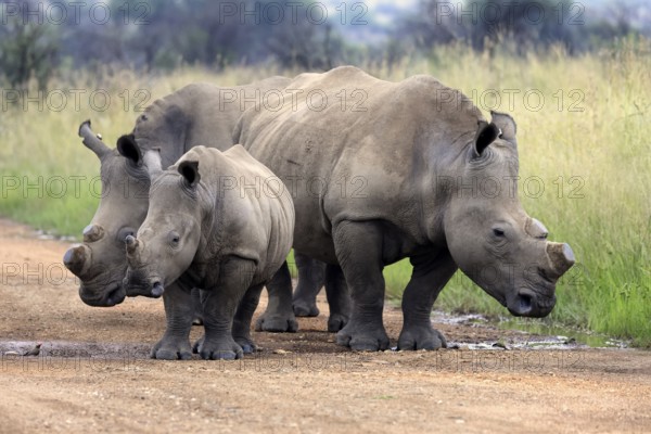 White rhino (Ceratotherium simum), white rhino, adult, juvenile, foraging, group, dehorned,