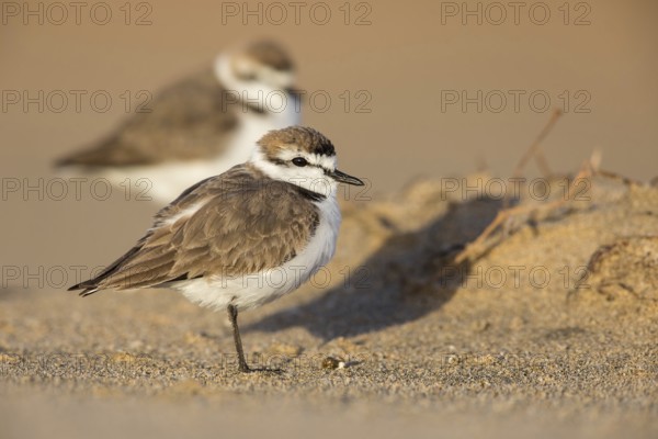 Kentish Plover (Charadrius alexandrinus) on beach, Fuerteventura, Spain
