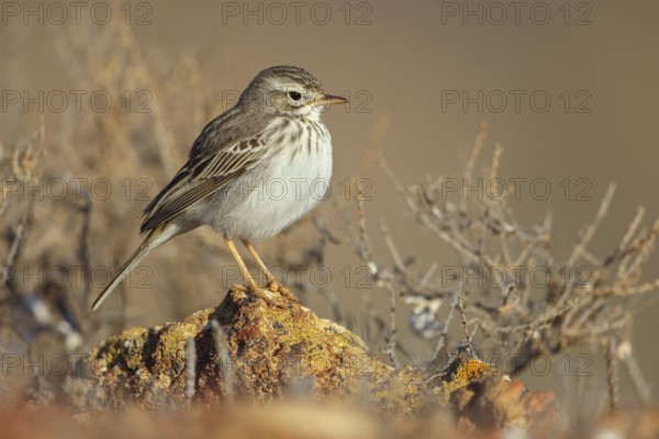 Canary Island pipit, (Anthus bertheloti) Songbird, family of stilts and pipits, Lanzarote, Canary