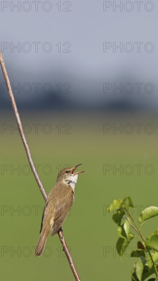 Great Reed Warbler (Acrocephalus arundinaceus), with open beak, singing, twittering, sitting on a