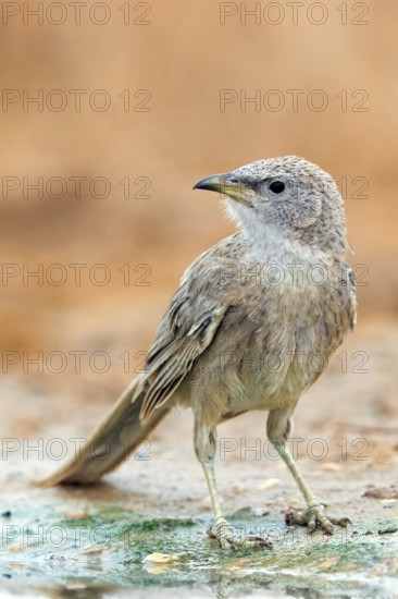Grey thrush, passerine bird, (Turdoides squamiceps), animals, birds, sparrow, Celias Waterhole,