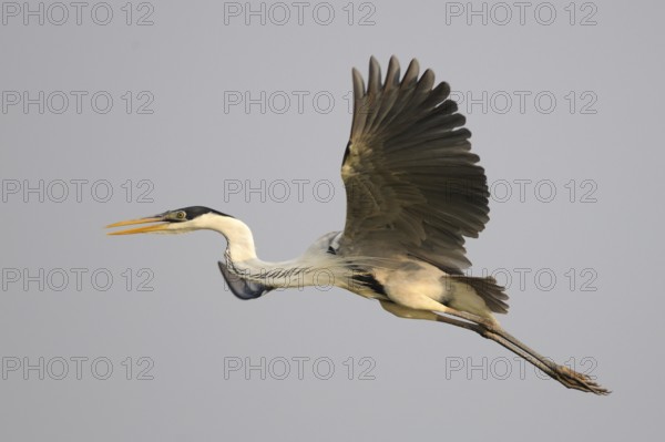 Cocoi Heron (Ardea cocoi), Pantanal, Brazil