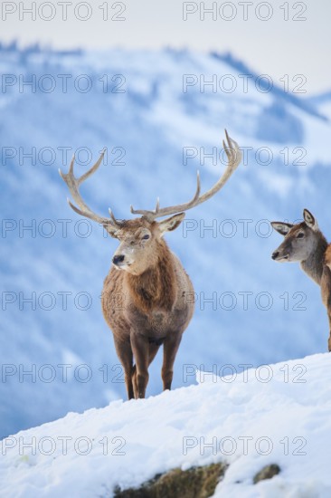 Red deer (Cervus elaphus) stag on a snowy meadow in the mountains in tirol, Kitzbühel, Wildpark
