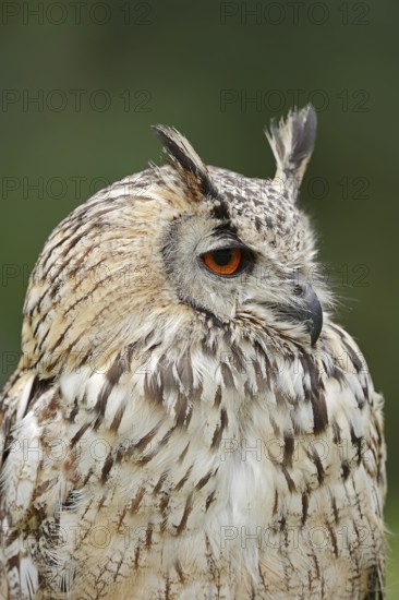 Bengal Eagle Owl or Indian Eagle Owl (Bubo bengalensis, Bubo bubo bengalensis), portrait, captive,