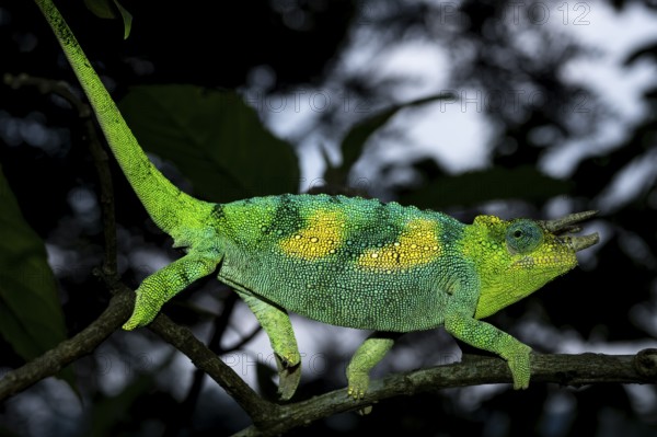 Three-horned chameleon (Trioceros jacksonii), male, Bwindi Impenetrable Forest National Park,