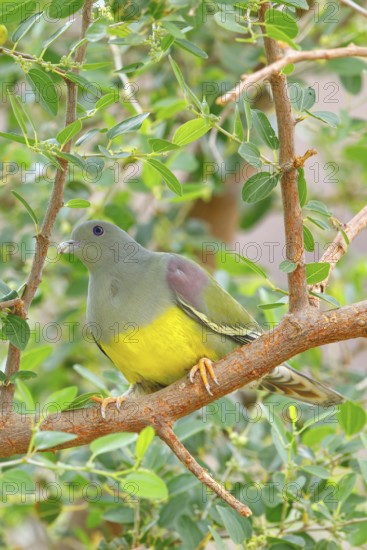 Waalia pigeon, (Treron waalia), family of pigeons, animals, birds, Middle East, pigeons, perch, Ayn