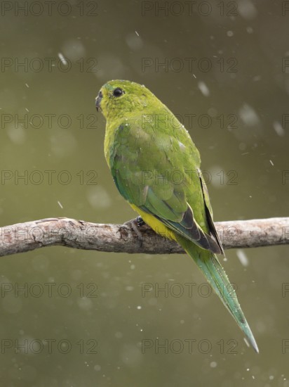 Orange-bellied Parrot (Neophema chrysogaster) juvenile perched on a branch in rain, Tasmania,