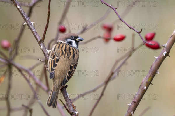 Tree sparrow (Passer montanus) sitting in a wild rose bush, Littlewood Ranch, Limbach, Burgenland,