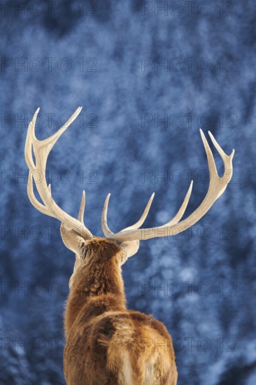 Red deer (Cervus elaphus) stag, portrait, backside, in the mountains in tirol, snow, Kitzbühel,