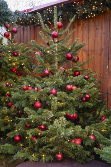 Christmas tree with red baubles on a hut at the Christmas market, Breitscheidplatz, Charlottenburg,