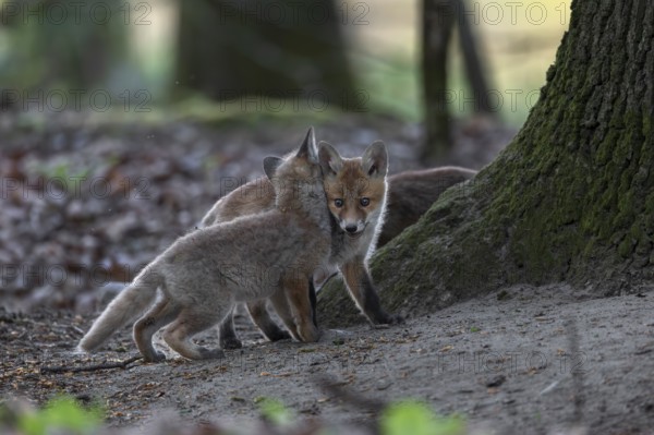 The more red fox cubs (Vulpes vulpes) a litter has, the more action takes place between them,
