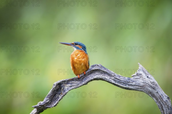 Common kingfisher (Alcedo atthis) sitting on an old wooden branch in late summer, wildife, Bavaria,