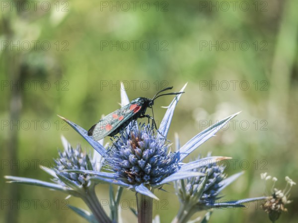 A six-spot burnet moth with vibrant red and black markings rests on a blue thistle bloom,