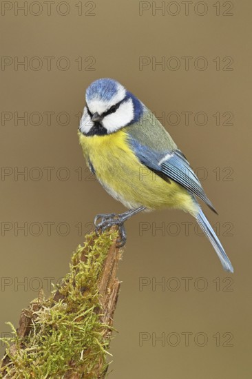 Blue tit (Parus caeruleus), sitting on moss-covered dead wood, Wilnsdorf, North Rhine-Westphalia,