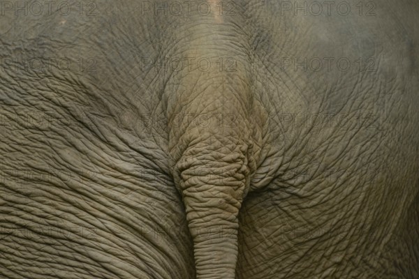 Detailed close-up of the wrinkled skin of an Asian elephant. Captured in Thailand, it highlights