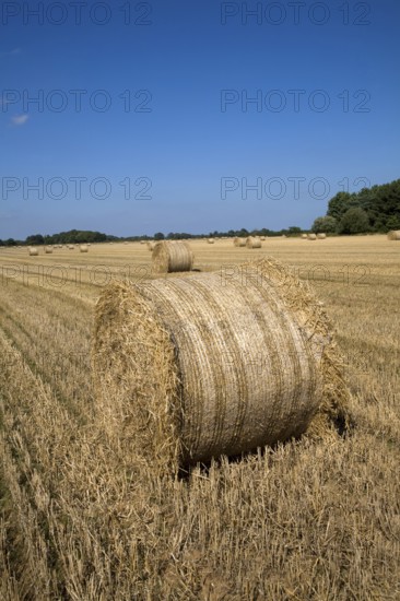 Round straw bales in field, Shottisham, Suffolk, England, United Kingdom