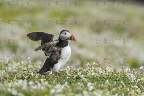 Atlantic puffin (Fratercula arctica) adult auk seabird bird flapping its wings amongst flowering
