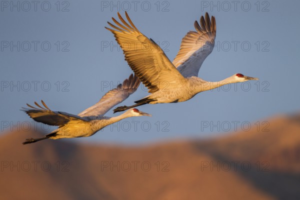 Sandhill Crane Grus canadensis tabida Bosque del Apache National Wildlife Refuge, New Mexico,
