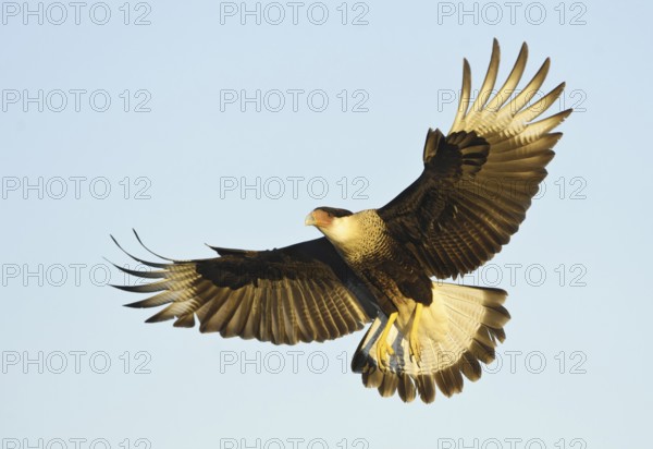 Northern Crested Caracara (Caracara cheriway) flying, Texas, USA