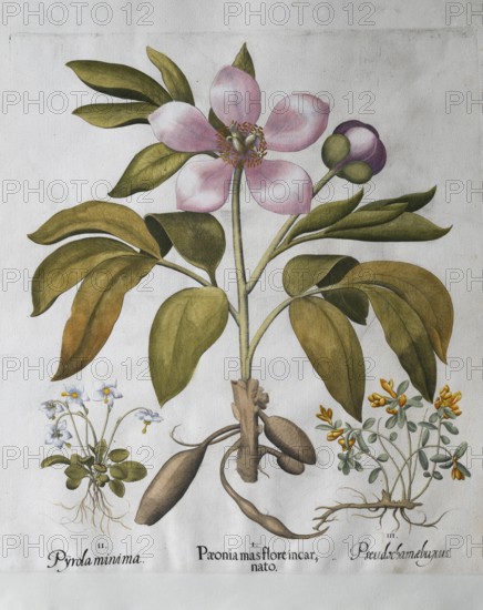 Moss eye (Moneses Uniflora), large-leaved peony (Paeonia Mascula), box-leaved crossflower (Polygala