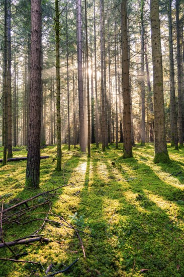 Sun shines through the forest and creates a dynamic pattern of light and shadow, Unterhaugstett,