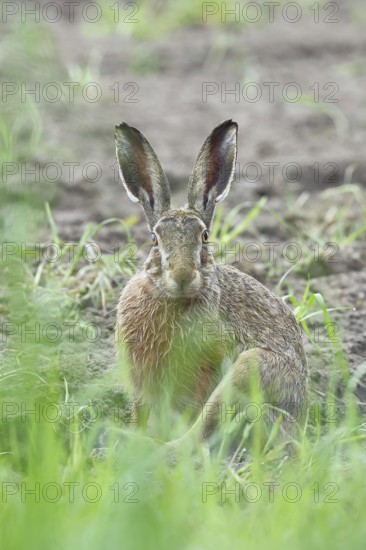 European hare (Lepus europaeus) sitting on a freshly harrowed field, looking into the camera, North