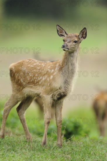 A young deer with white spots stands in a meadow and looks into the distance, red deer (Cervus