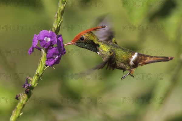 Rufous-crested Coquette (Lophornis delattrei) flying while feeding at a flower in Manu National