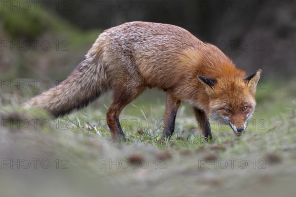 Even when the red fox (Vulpes vulpes) is feeding, it is always ready to flee and observe its
