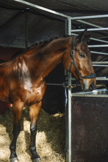 A stunning horse stands gracefully in a stable setting, showcasing its muscular build and shiny
