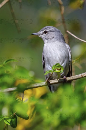 Hard-backed flycatcher, (Fraseria caerulescens), animals, birds, biotope, perch, iSimangaliso