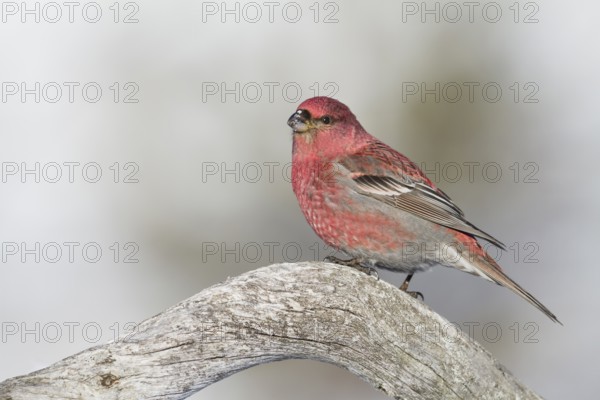 Pine Grosbeak - Hakengimpel - Pinicola enucleator, Finland, adult male