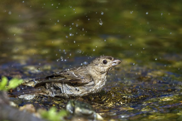Common Rosefinch (Carpodacus erythrinus) bathing at waterhole, Mecklenburg-Western Pomerania,