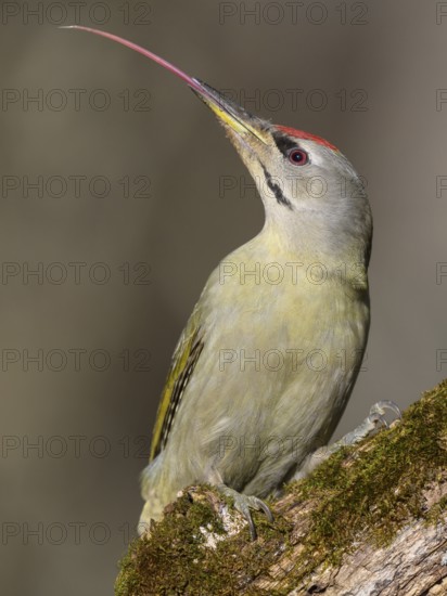 Grey-headed woodpecker (Picus canus), male on a moss-covered rotten tree trunk extending his