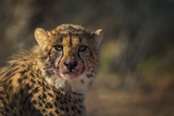 Cheetah (Acinonyx jubatus) adult with bloody face after feeding, South Africa