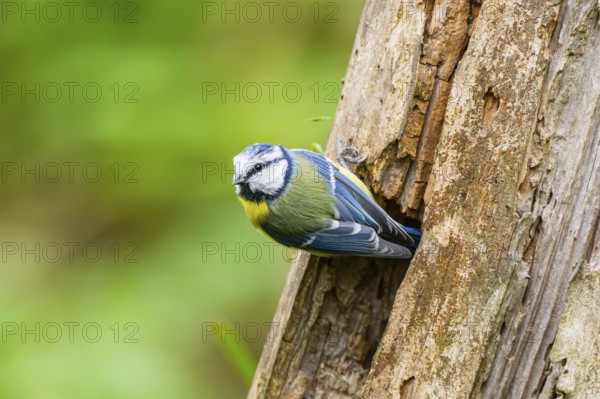 Eurasian blue tit (Cyanistes caeruleus) sitting on an old wrotten tree trunk at a swamp, Bavaria,