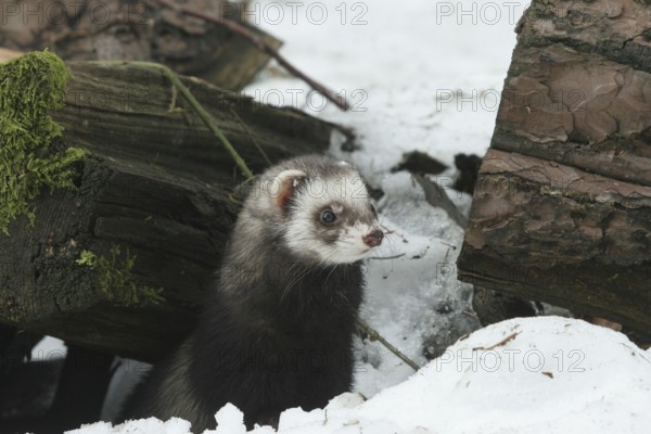 Ferret (Mustela putorius furo) in the snow comes out from under old wood, pet keeping, Allgäu,