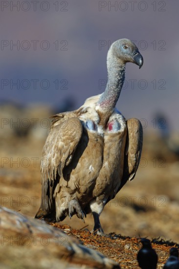 Cape Vulture, also cape griffon (Gyps coprotheres), Giant's Castle Hide, KwaZulu-Natal, South