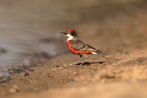 Crimson Chat (Epthianura tricolor) male perched on the ground, Victoria, Australia