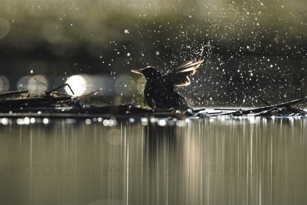 A common starling enjoys a refreshing bath, surrounded by sparkling droplets catching the sunlight