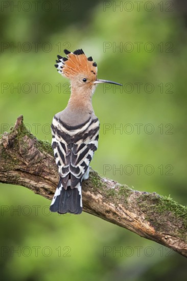Eurasian Hoopoe (Upupa epops) male, Tuscany, Italy